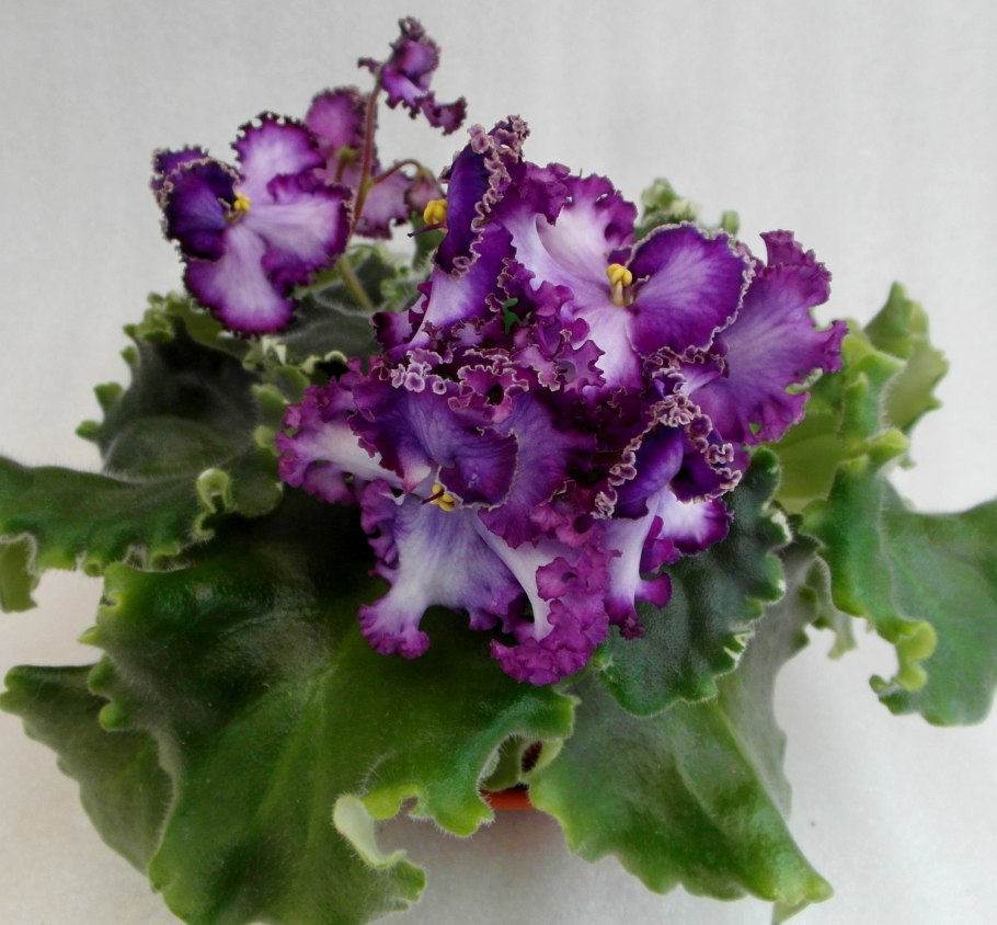 Фиалка Думплин