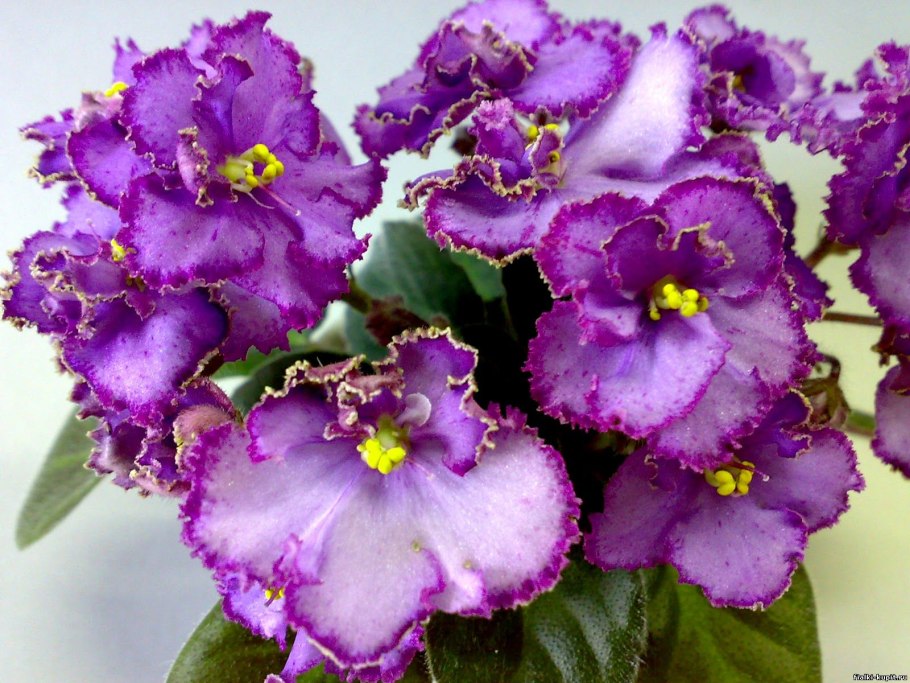 Фиалка РС Солнечный денек