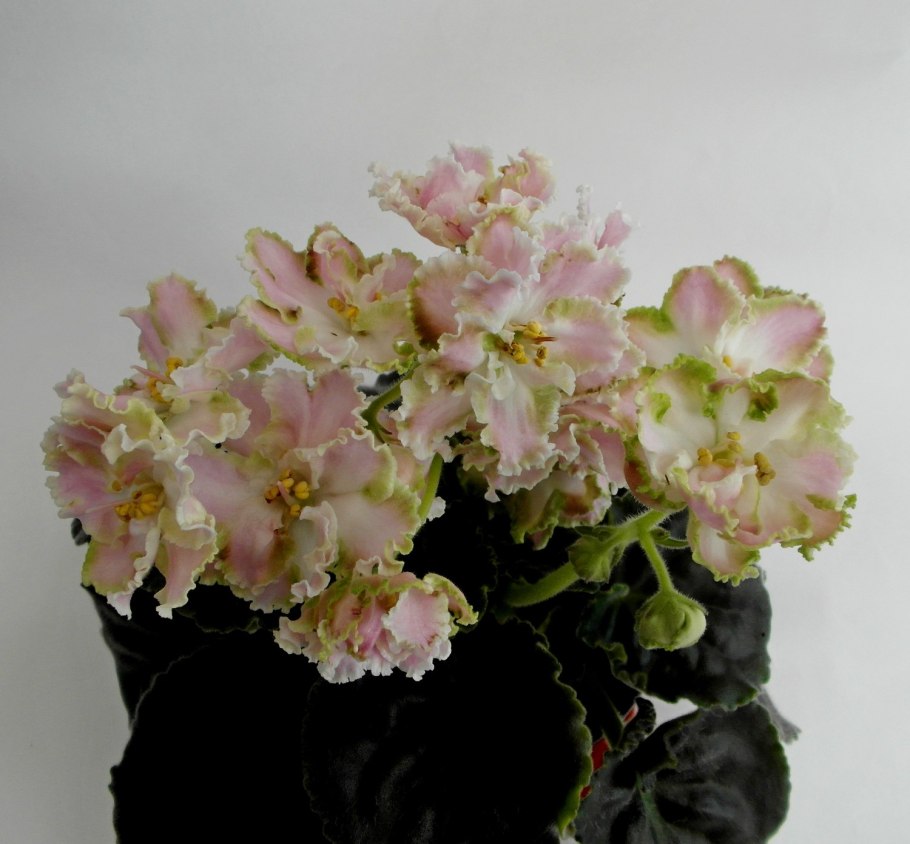 Сенполия Инфинити