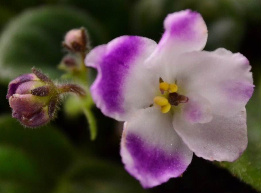 Фиалка Фиори