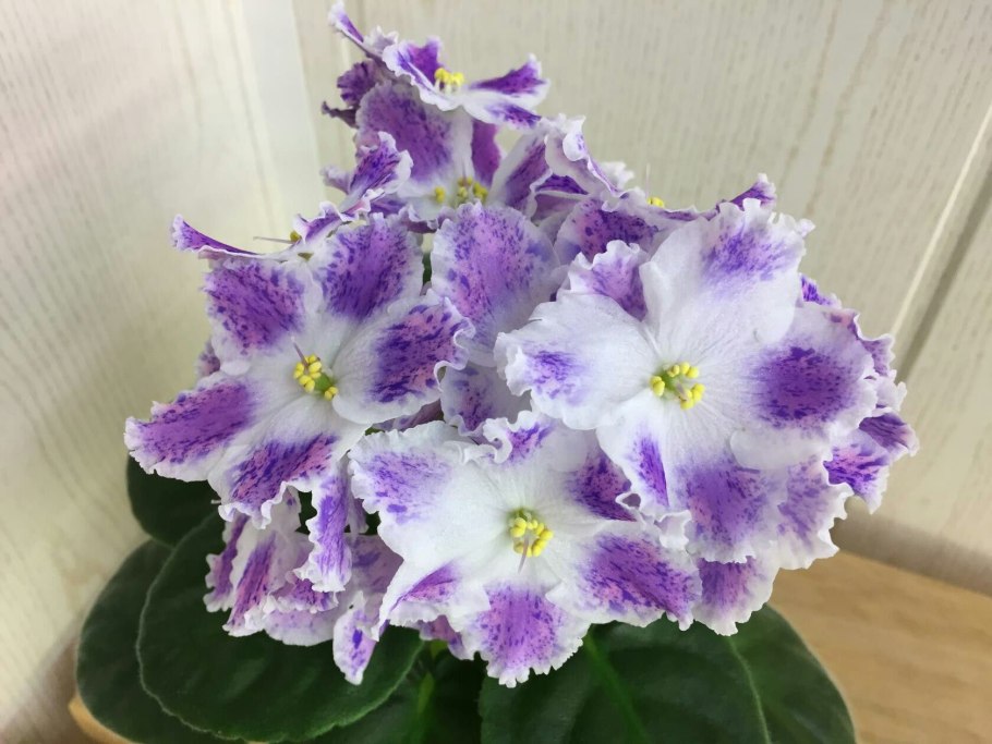 Фиалка Centennial Thunder