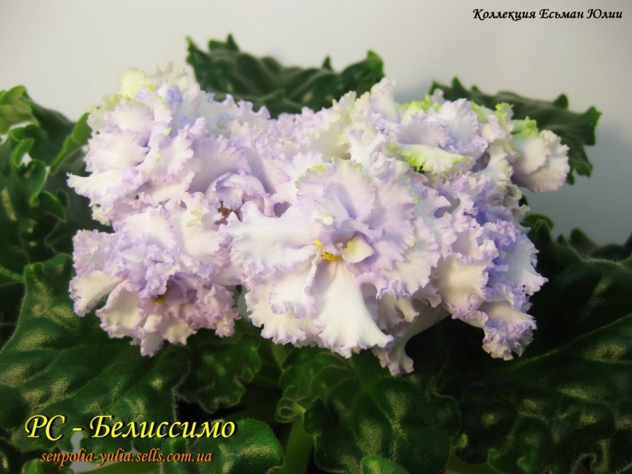 Фиалка Садко