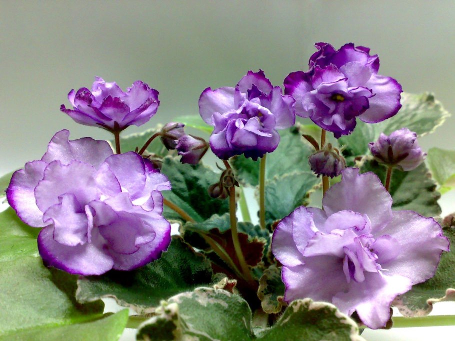 Фиалка ЕК Колыбельная Клары