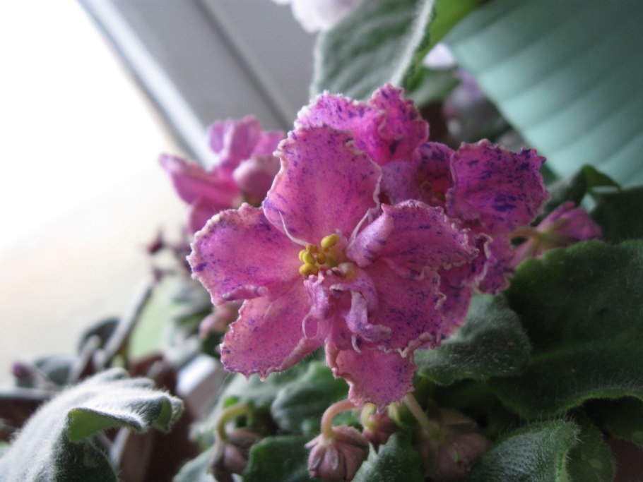 Кэти фиалка Химера