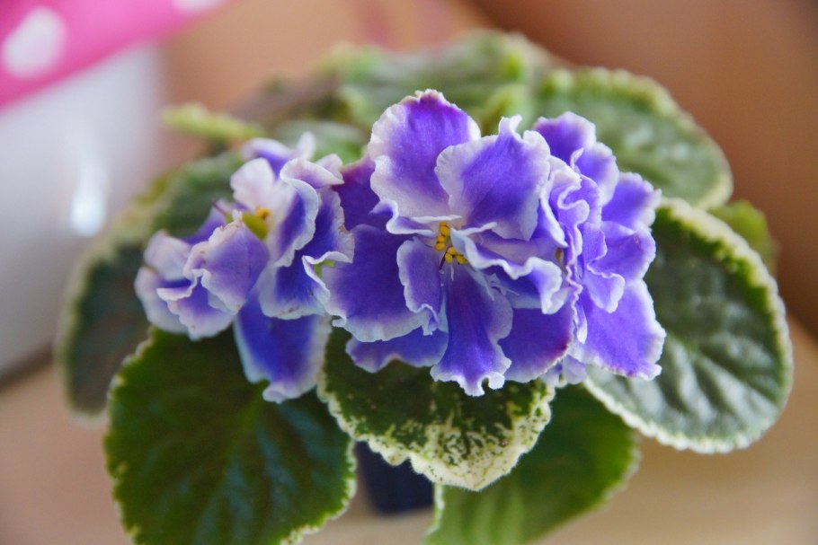 Фиалка пт Аделина