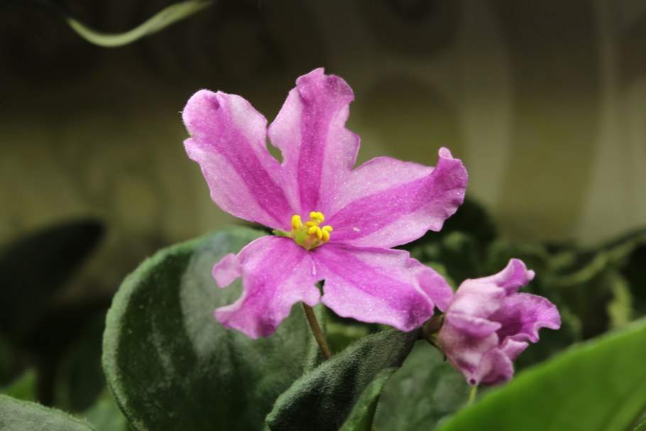 Фиалка tan-Искорка