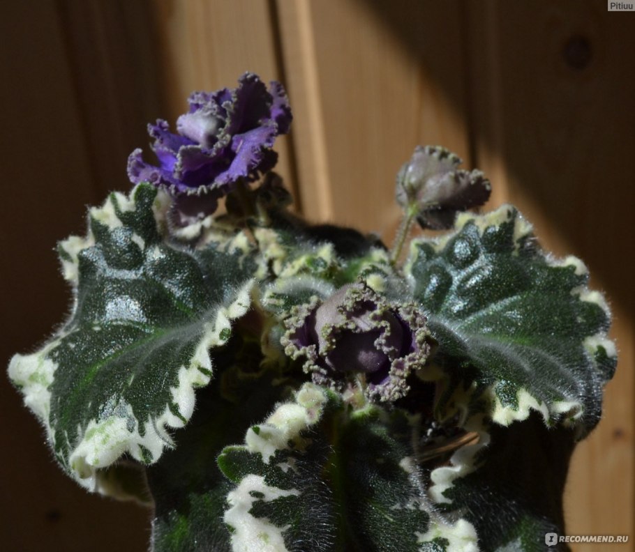 Фиалка РС Арлекино