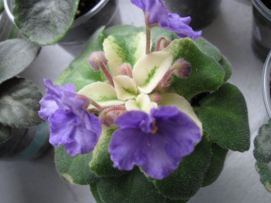 Сенполия пт Анжелика