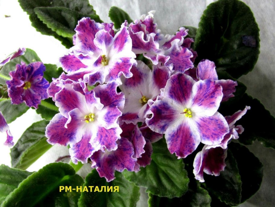 Фиалка небесное Созвездие