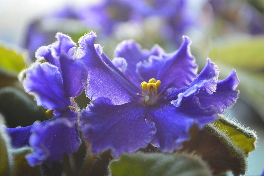 Фиалка зеленая Лагуна спорт