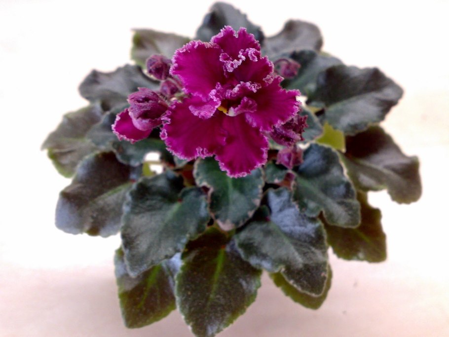 Фиалка Cajun's ma cher amie