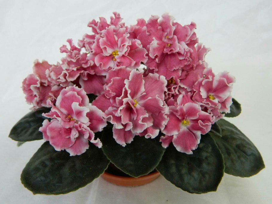 Фиалка Алексей