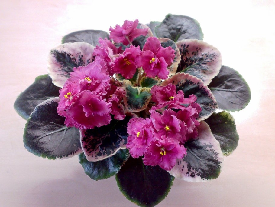 Фиалка Fiesta Frills