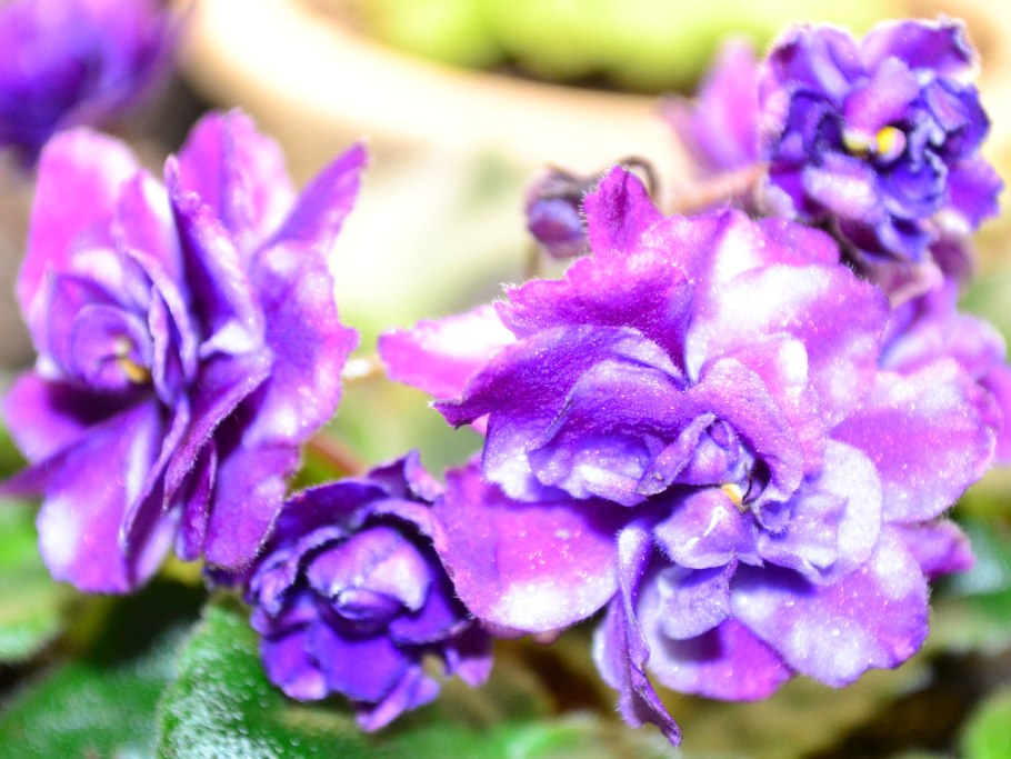 Фиалка Mad Easter Parade