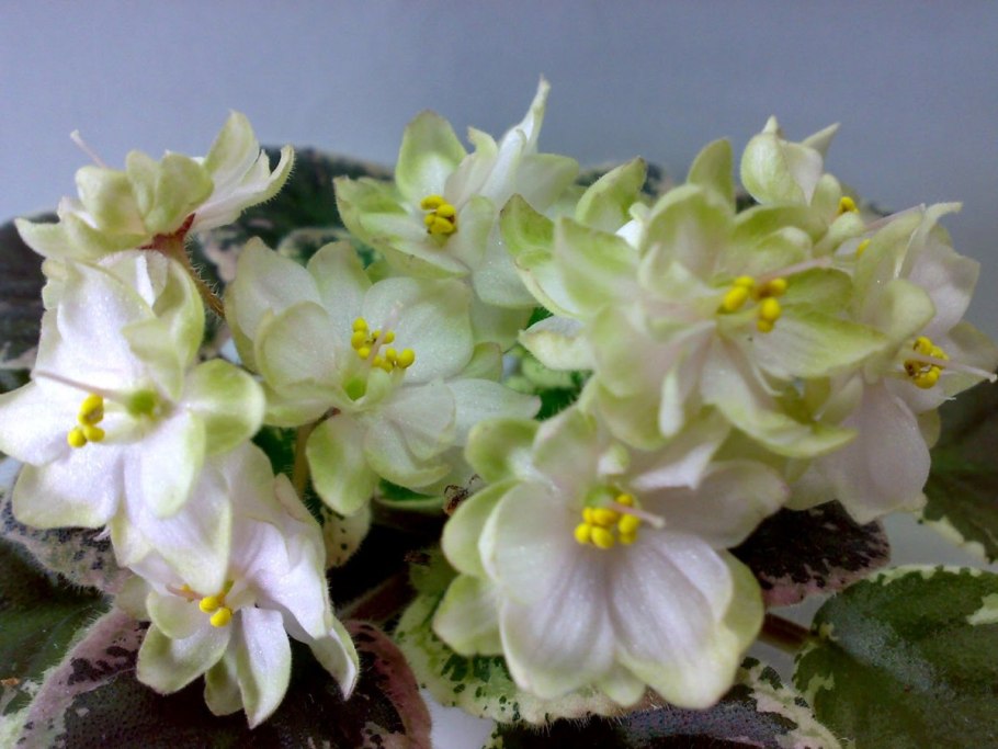 Н-радость (н.Бердникова)