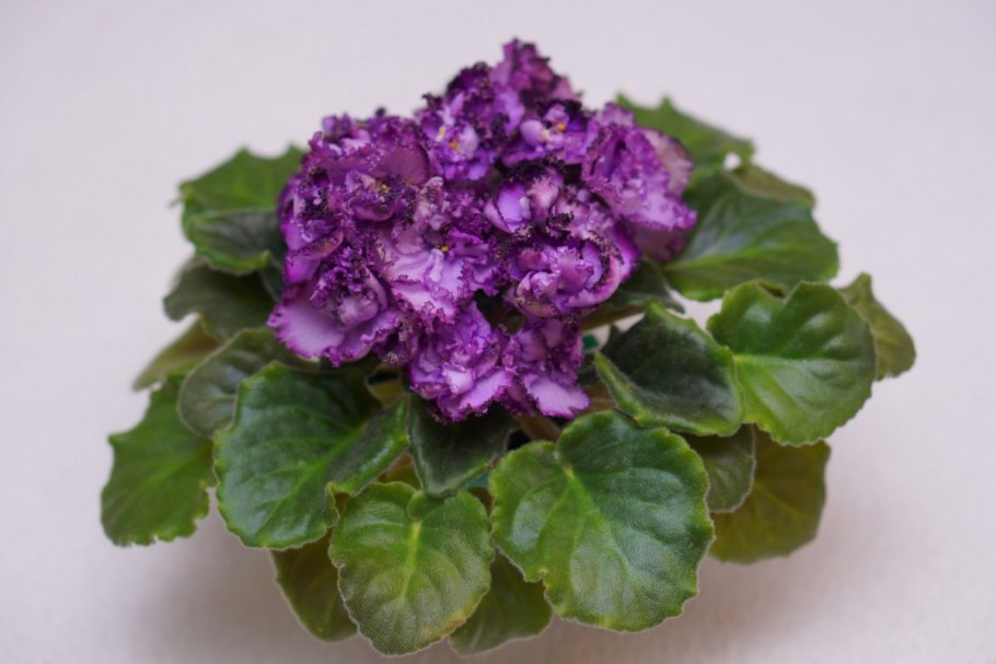 Фиалка АВ 834-8