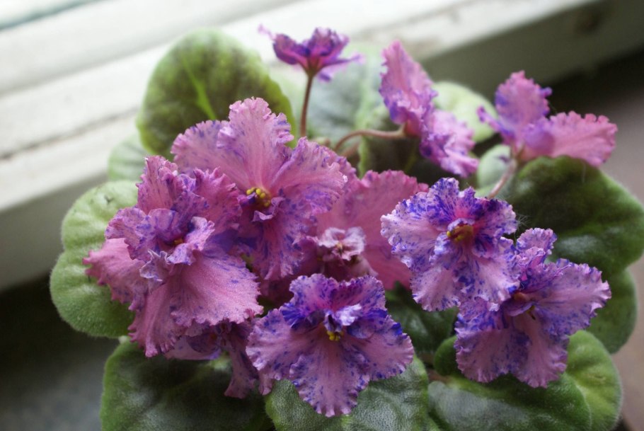 Фиалка African Violet Ness