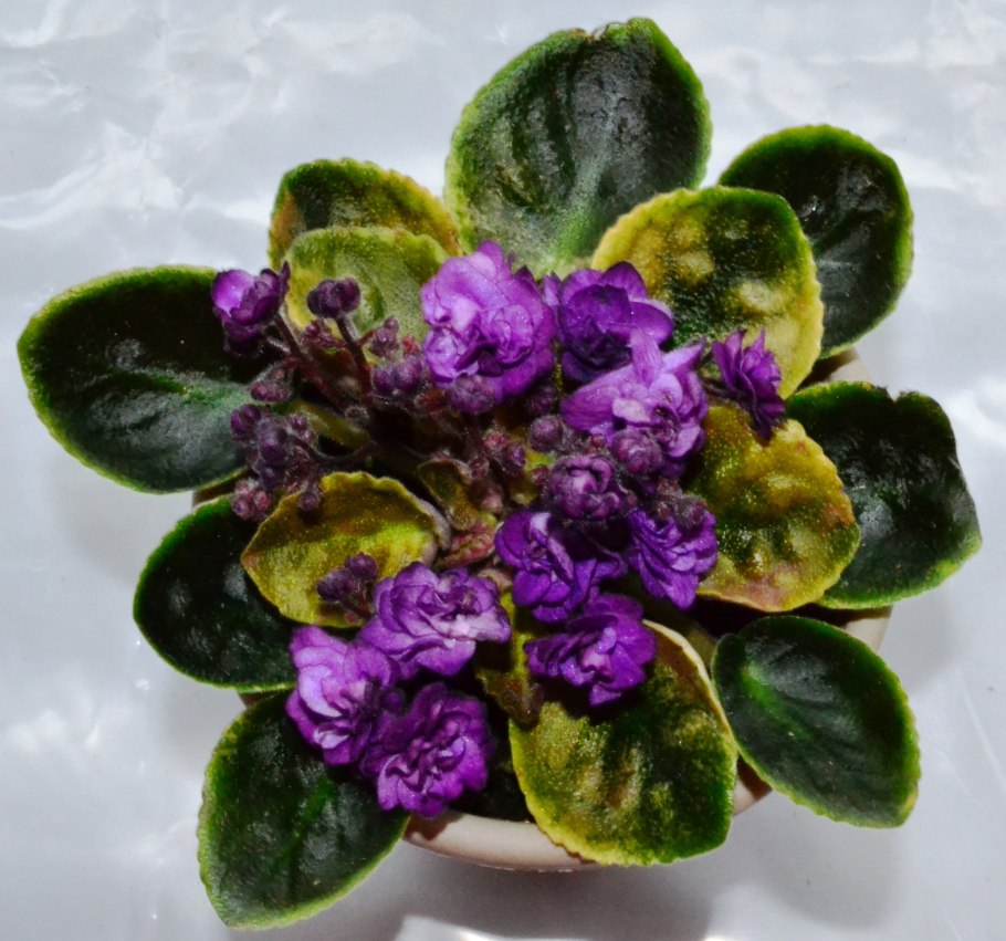 Фиалка Sierra Sunrise