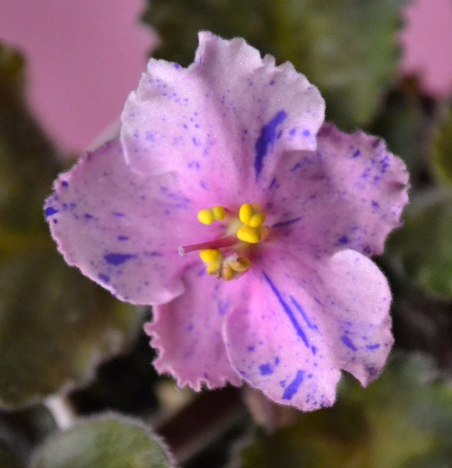 Фиалка сорт Осьминожка