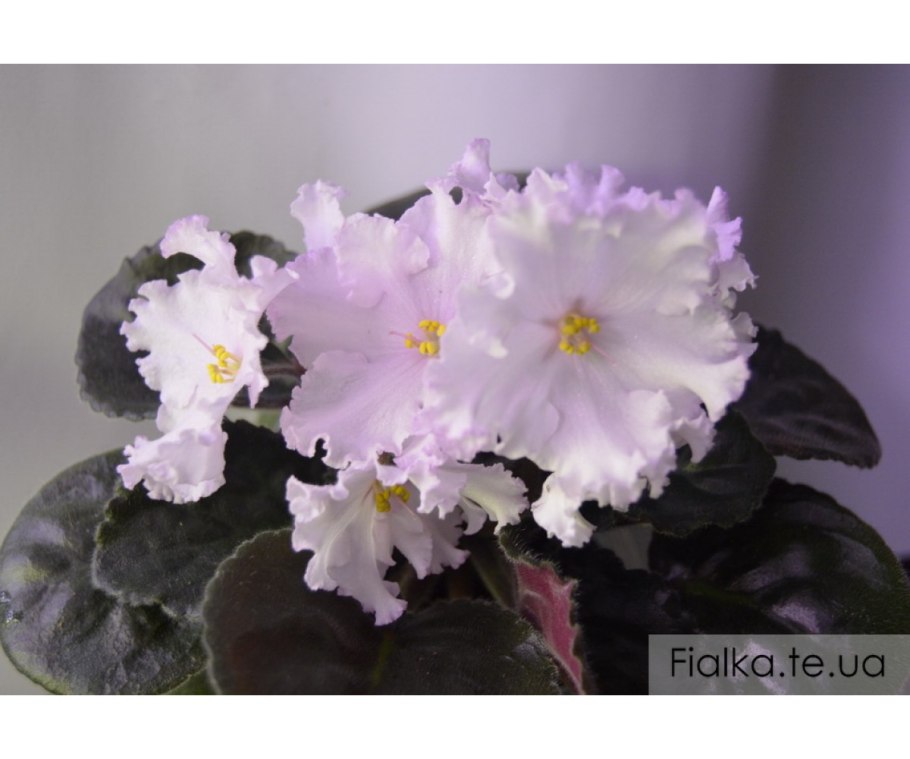 Фиалка Kamon's Star