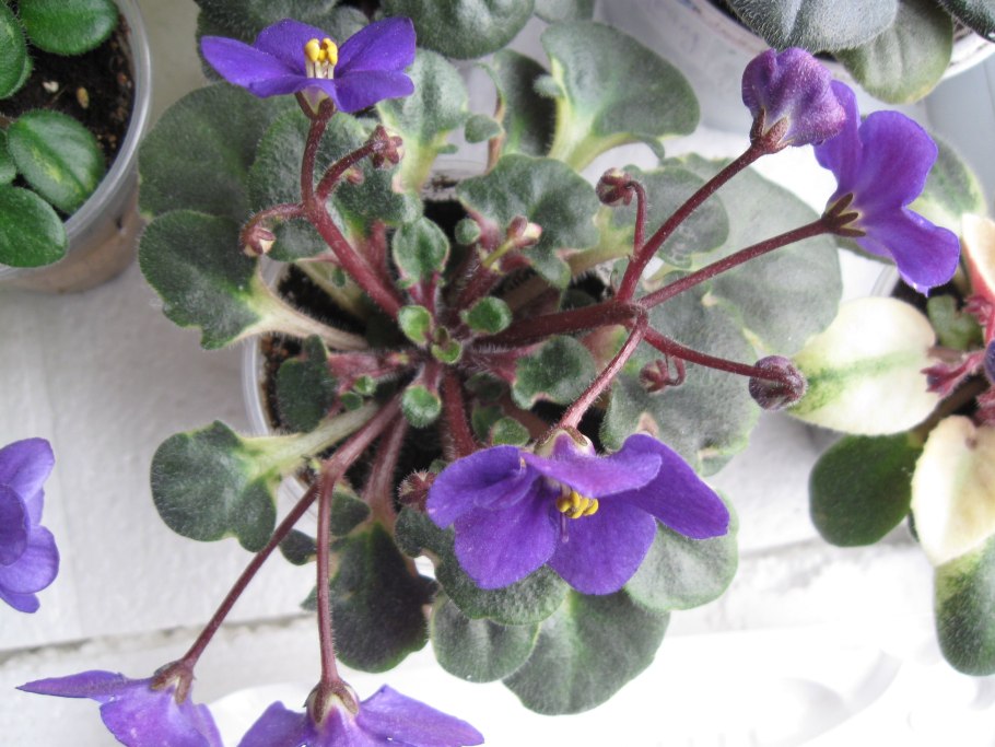 Африканская фиалка пересадка