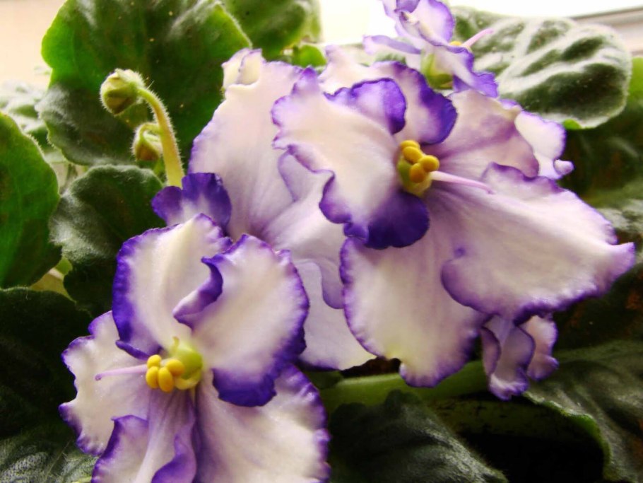 Фиалка НК Эклектика