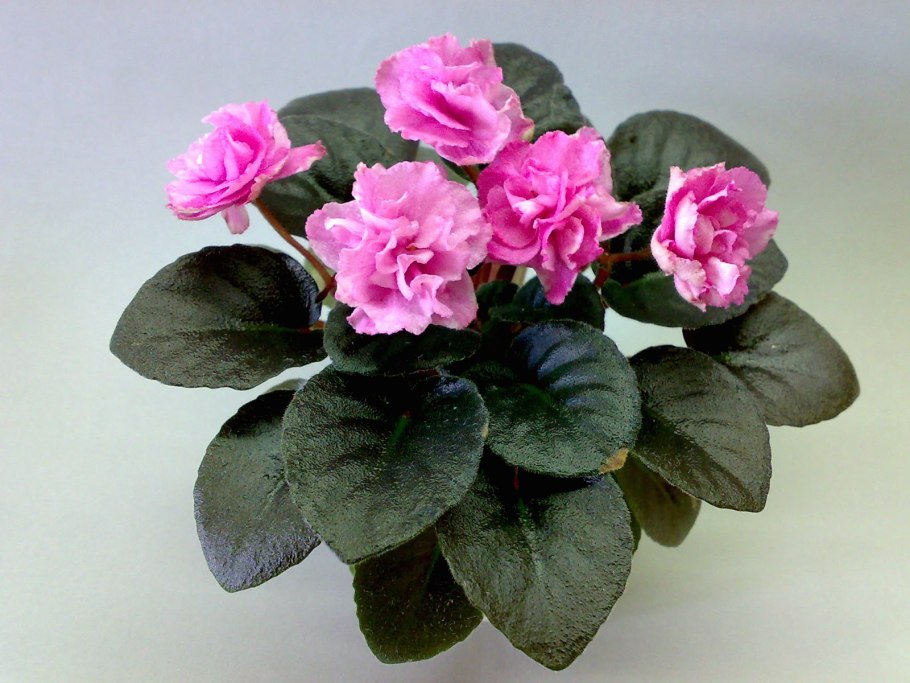 Фиалка Rob s Hippity Hop