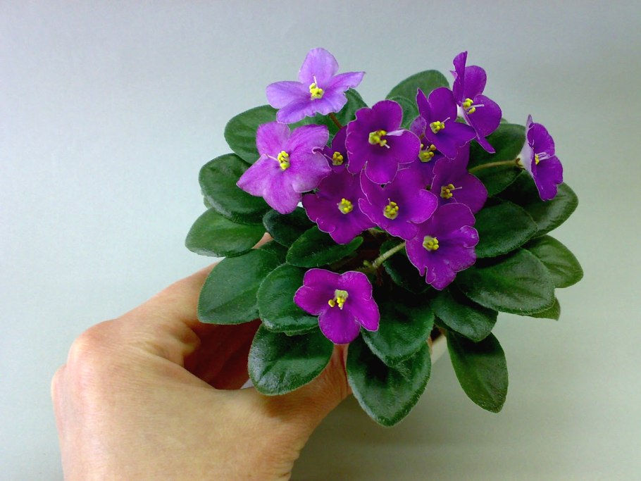 Фиалка дымчатая Астра