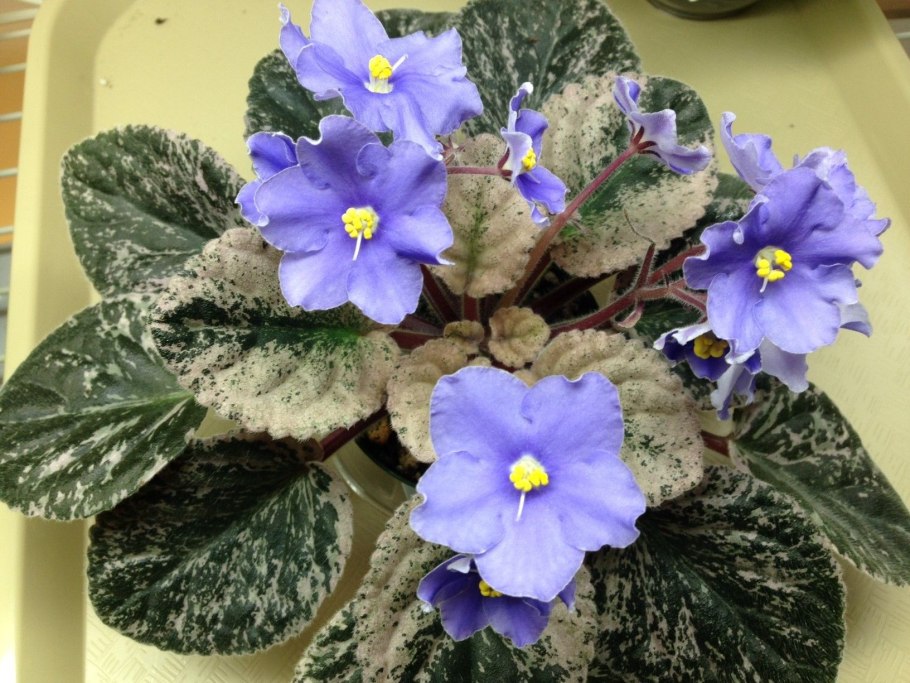 ЛФ Юлия фиалка фото