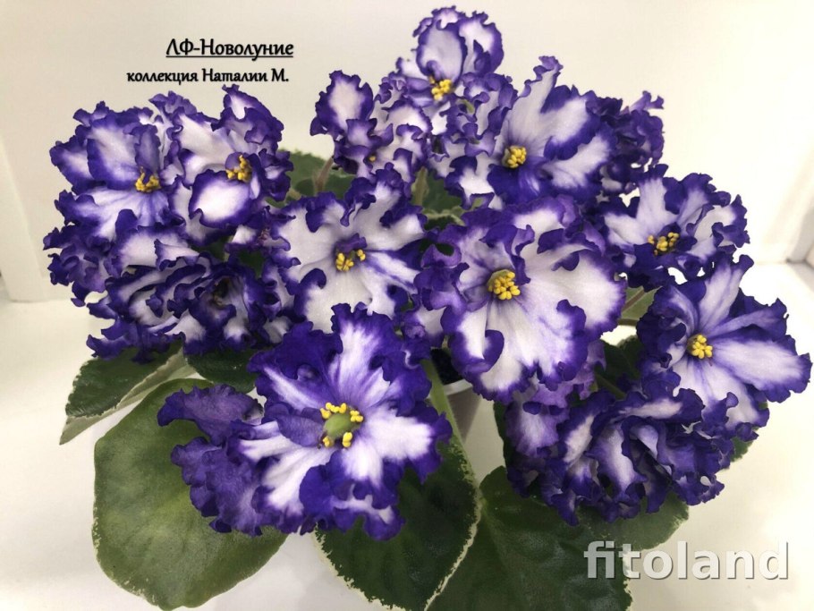 Louisiana Lullaby (Sorano)