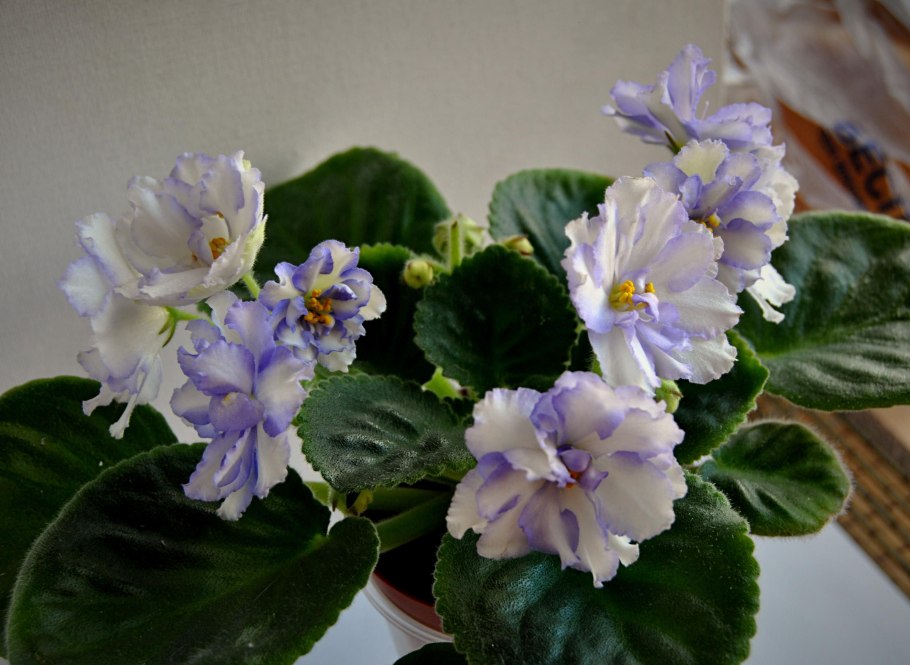 Фиалка Rob's Kitten Caboodle