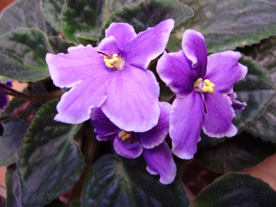 Фиалка лавандовый Кристалл