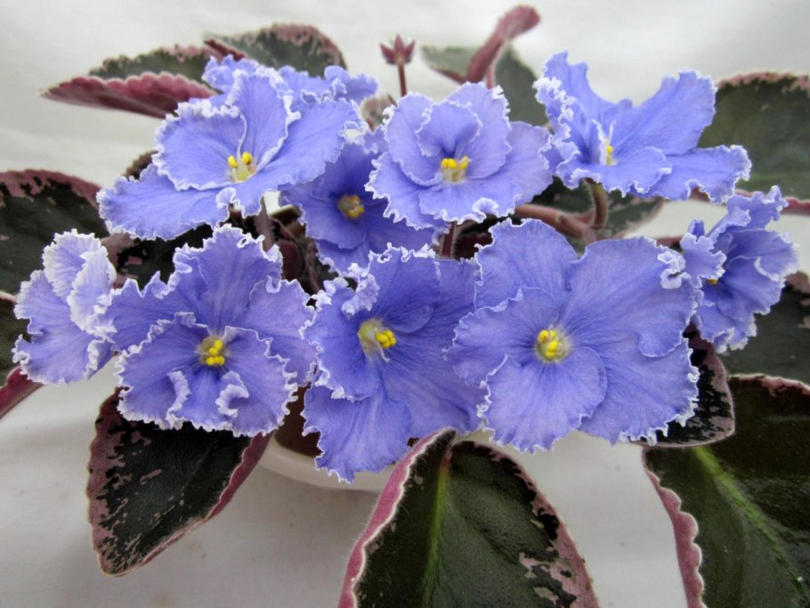 А-мечта Химера фиалка