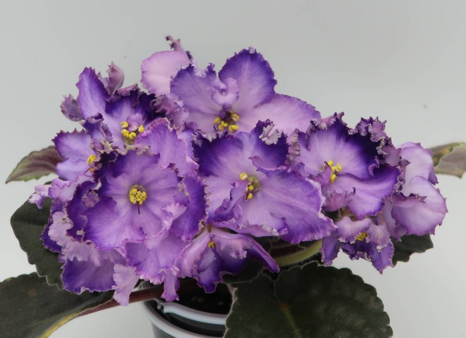 Фиалка Миднайт Твист