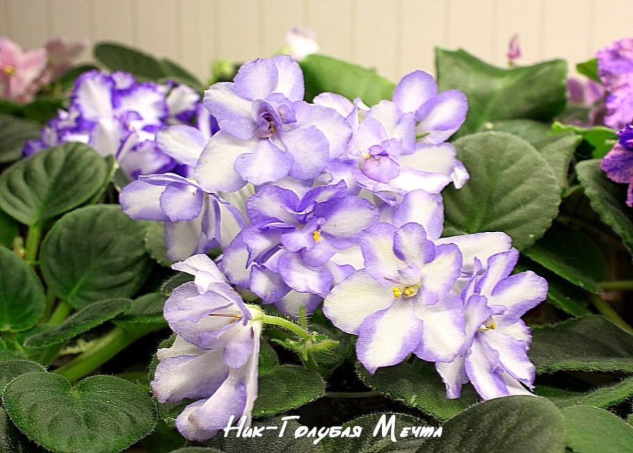 Фиалка т3-закат