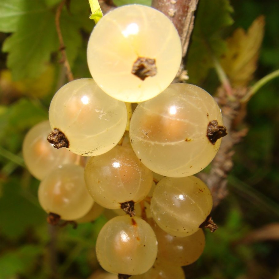 Смородина белая Версальская белая (с5 штамб 60-80)