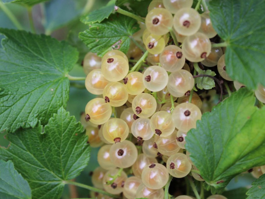 Смородина Версальская белая скороплодность