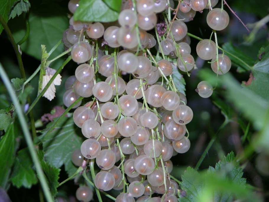 Смородина белая Ютерборгская