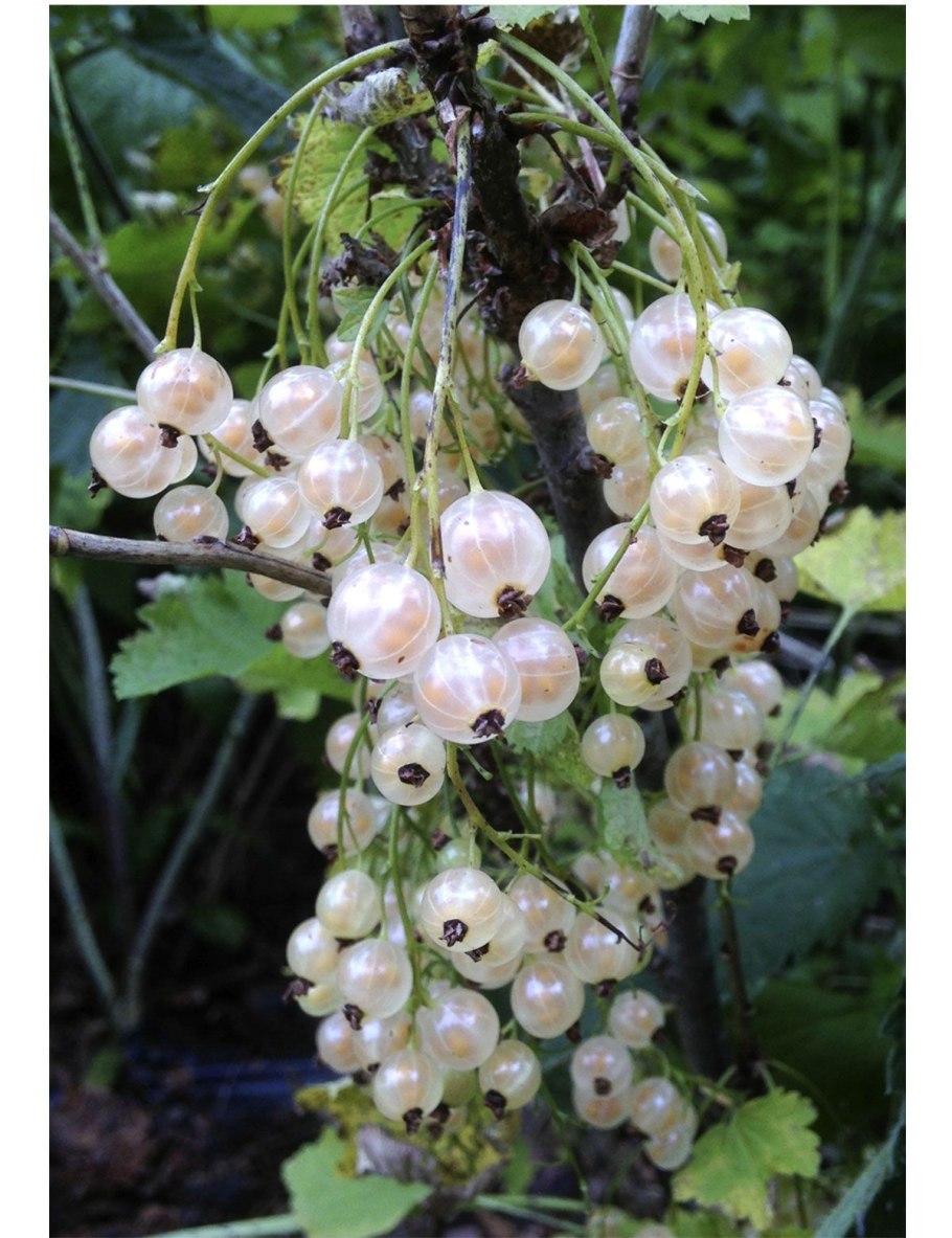 Смородина белая Ютерборгская