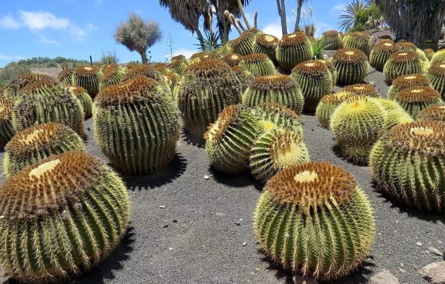 Кактус Маммиллярия Вильда