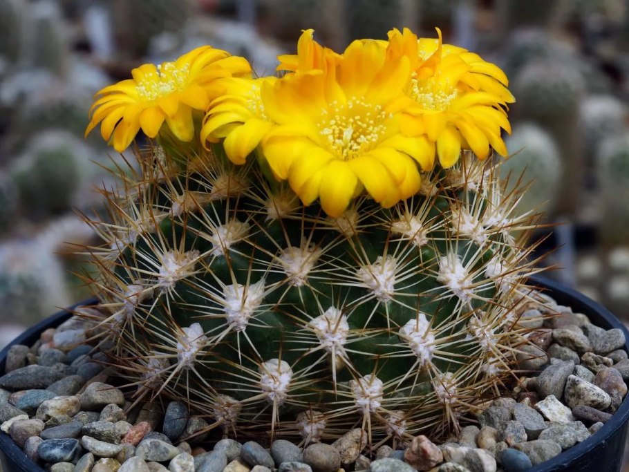 Кактус Нотокактус Отто