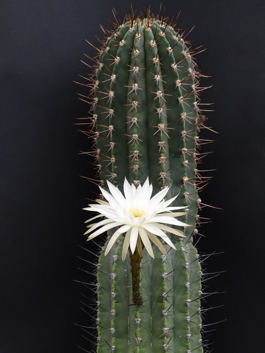 Хавортия Кактус Зебра