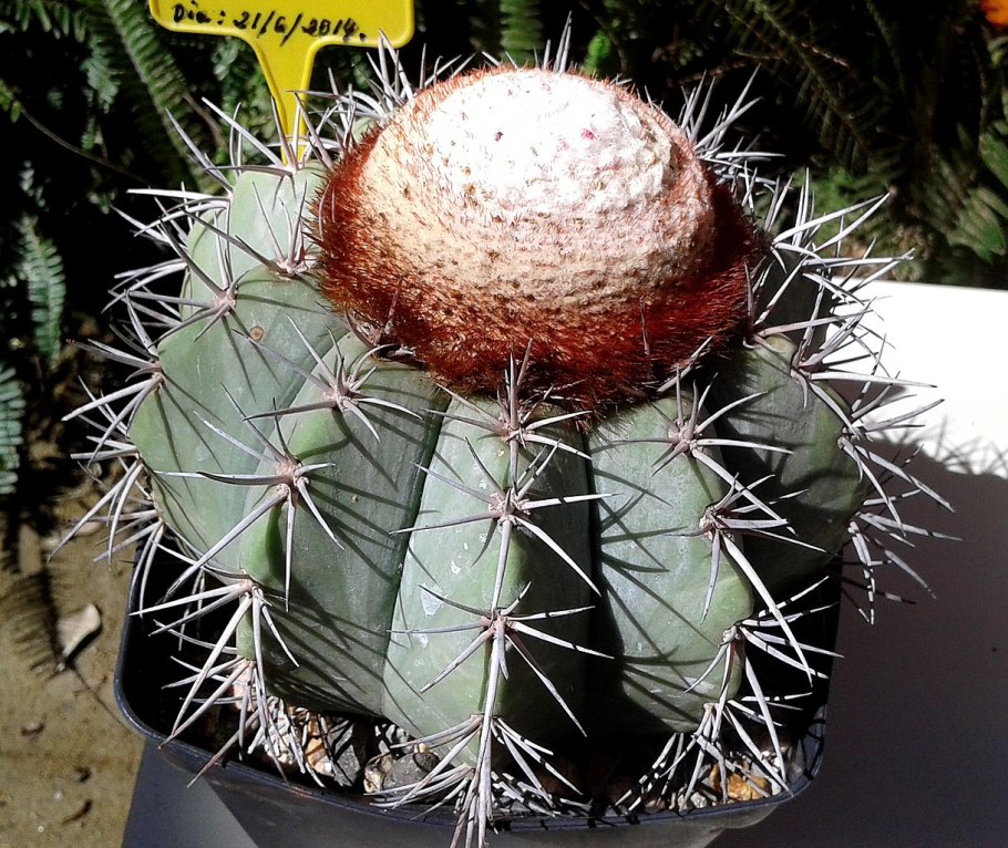 Gymnocactus viereckii