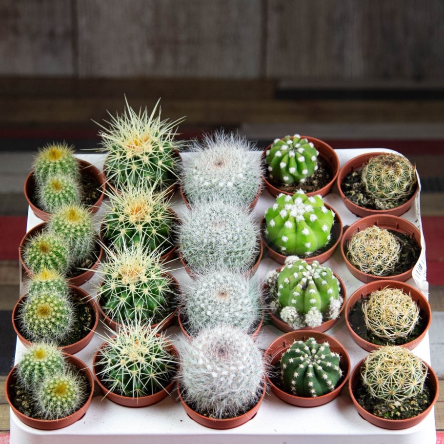 Кактус Эхинокактус