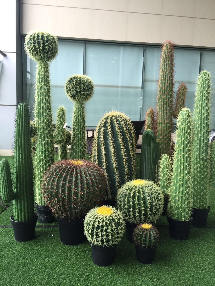 Эхинокактус грузони