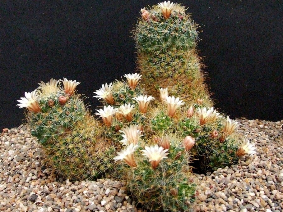 Кактус (🌵 кактусы)