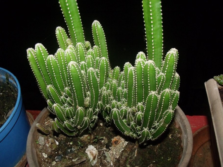 Эхинопсис субденудата Echinopsis subdenudata