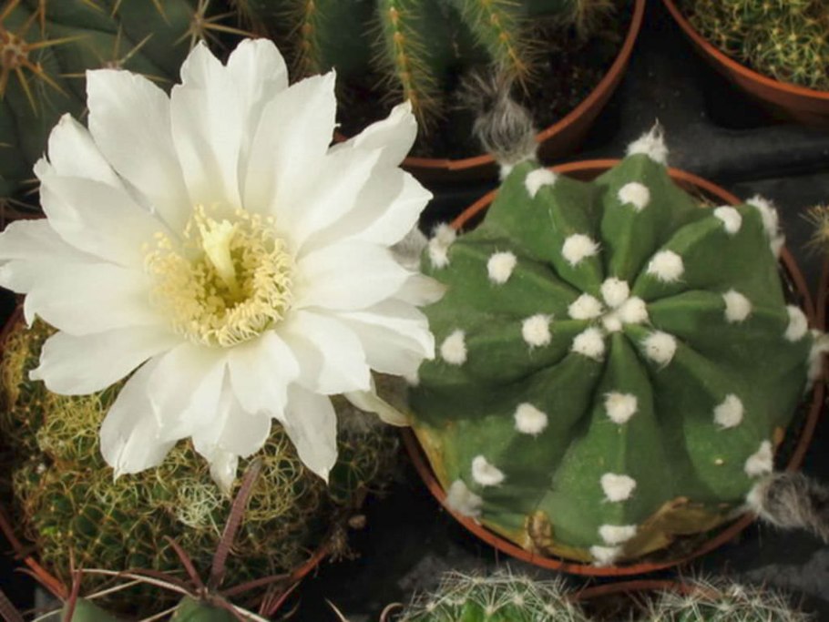Кактус Rebutia krainziana