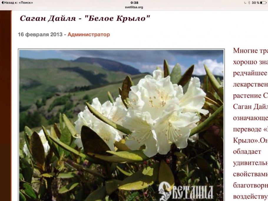 Рододендрон Саган дайля