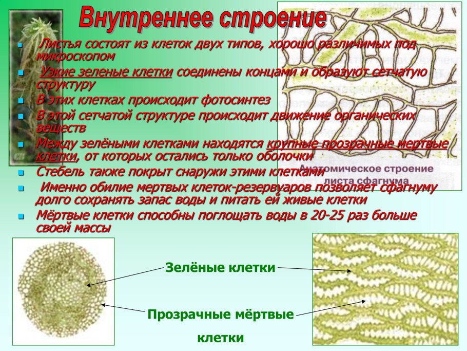 Размножение мха Кукушкин лен цикл развития